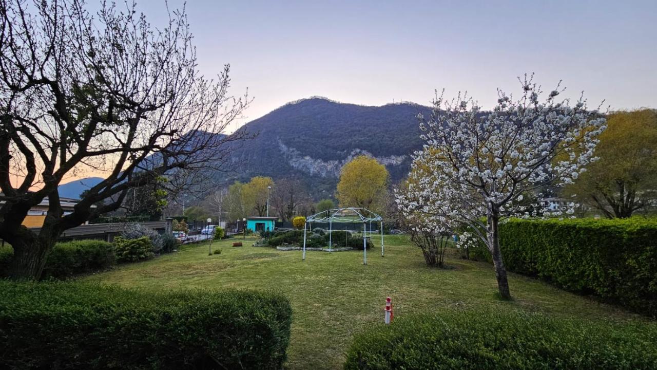 L'airone Cenerino